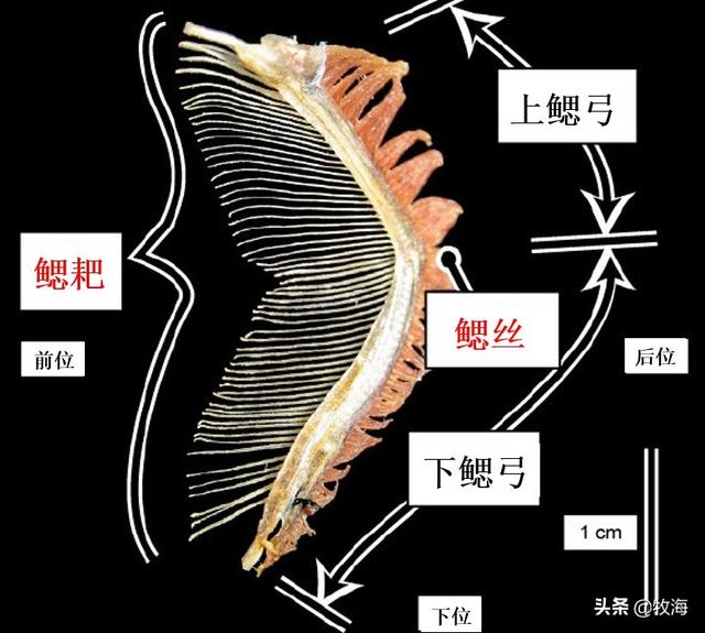 花鲢鱼怎么才好吃，农村常吃的白鲢鱼和花鲢鱼有什么区别