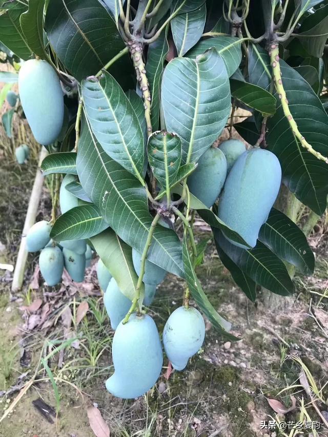 头条问答 芒果种植后几年能够结果 24个回答