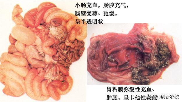 猪拉稀的原因文章:猪拉稀，同时猪粪是铁绣色，有可能是什么原因导致的？该怎么办？
