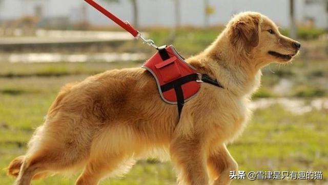 中大型犬类:拉布拉多是大型犬还是中型犬？有多大？好不好养？