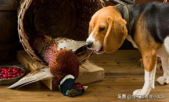 天生无脖牧羊犬遭弃:什么狗狗被抛弃很难活下来？
