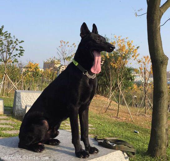 黑狼犬打架怎么样:我国的哪种狼犬打得过德国牧羊犬？为什么？