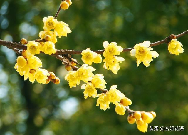 范无病 腊梅:范无病与范腊梅电视剧 腊梅没有花苞是怎么回事儿？