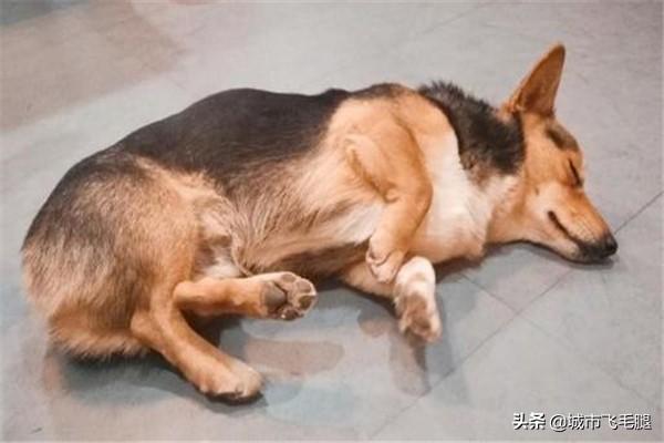 狗得了狗瘟抽搐安乐死:如果狗狗得了犬细小病，犬瘟之类的烈性传染病，你会怎么办？