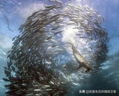 矛齿鲸骨架:喜欢“鲸落”这个词的人，都很温柔吗？