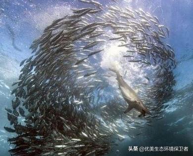 鼬蜓钻耳朵吗，我国科学家在南海首次发现鲸落，为什么称鲸落是深海生命的绿洲