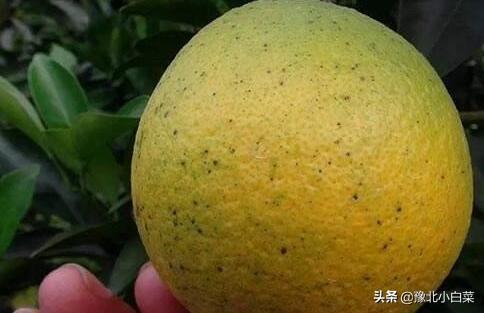 沙皮:怎样清除掉柑桔果上已产生的砂皮？ 沙皮狗多少钱一只