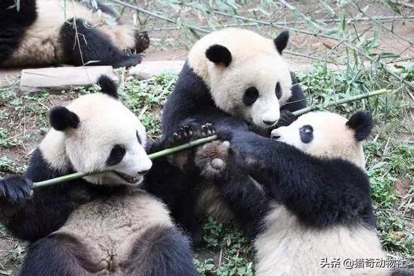 熊猫的特点:为什么熊猫的爪是“六指”的？