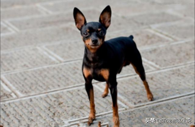 鹿犬:小鹿犬的腿打哆嗦，是怎么回事？是缺钙吗？ 鹿犬千万别养