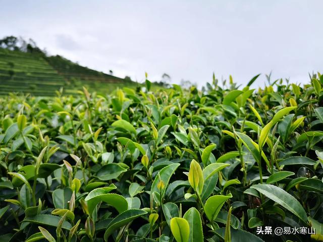 常喝普洱茶有什么好处,常喝普洱古树茶有哪些好处？哪个品牌的好？