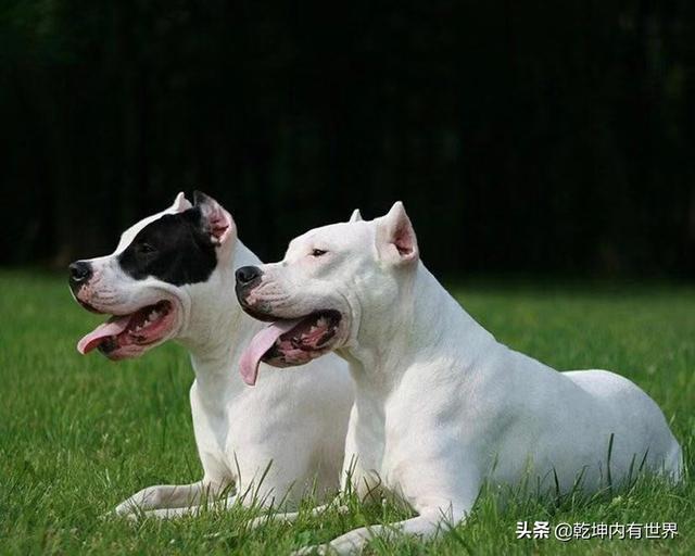 杜高犬打猎视频:杜高犬可以作为打猎犬打野猪吗？