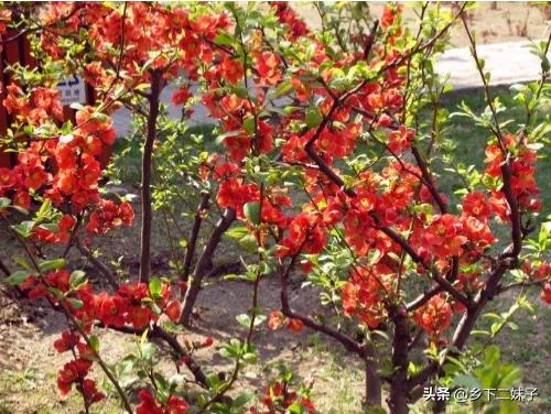 头条问答 海棠果树不嫁接会结果吗 怎么养护 10个回答