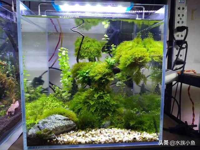 水族箱造景套餐:鱼缸不养鱼了，怎样布景省钱好看又好打理？