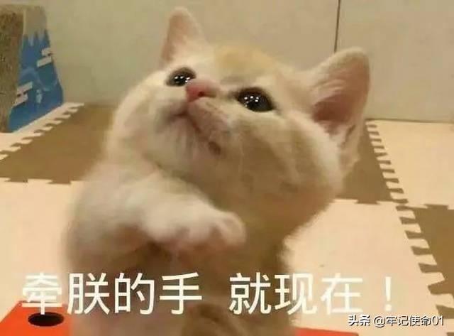 猫咪日常表情包动图:猫咪nonono表情包动图 为什么一个男生总是爱发小猫的表情包？
