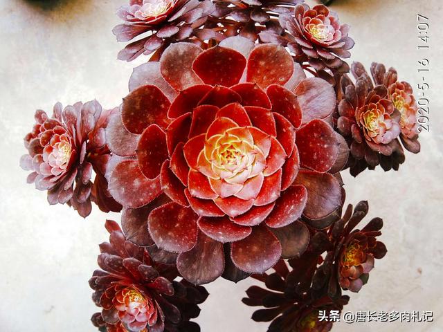 多肉法师怎么养会生长的更快更健康呢？