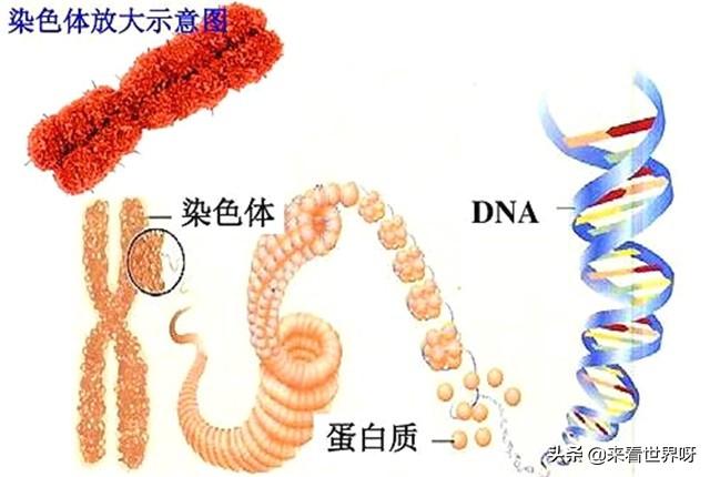 国外肉锥花属种子网站:人类现有的科技水平能不能造出植物种子？为何？