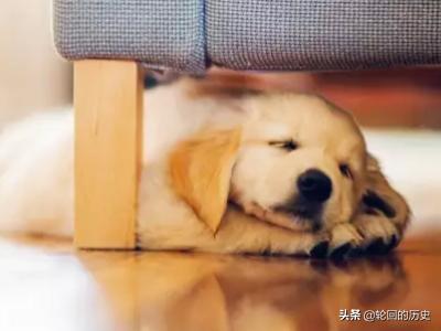 狗狗绝育手术后护理:狗狗做绝育应当注意哪些事项？