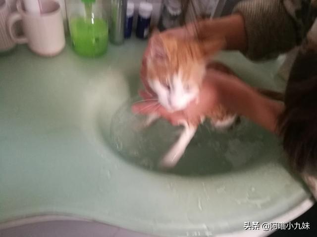挪威森林猫出售:懂的人请帮我看看这是啥猫？