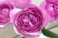 最香的几款月季品种是什么？插图67