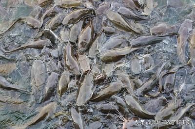 饲料鱼:海产品饲料鱼的生意怎么样？
