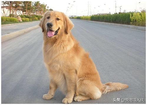 拉布拉多犬和金毛哪个好犬好:第一次养宠物，金毛和拉布拉多哪个合适？为什么？
