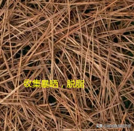 松针土是酸性还是碱性，松针土被称作“养花万能土”，怎样才能自制松针土呢