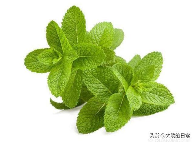 冰雪花薄荷叶图片 薄荷叶的独特纹理 到底是如何防止霜冻的 中医养生网