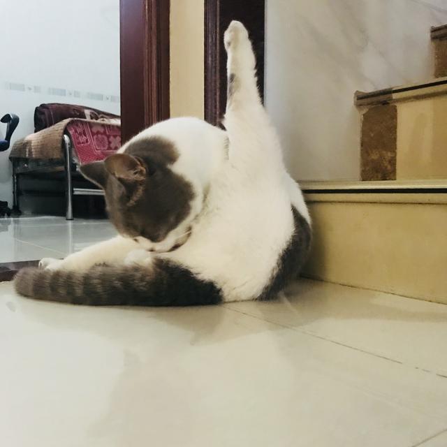 宠物小猫咪:小猫咪不出门可以不打猫三联么？