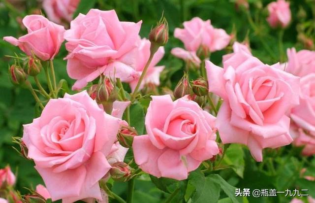 一束玫瑰花多少钱大概:一束玫瑰花大概要多少钱 玫瑰花的价格如何？玫瑰花的繁殖方法有哪些？