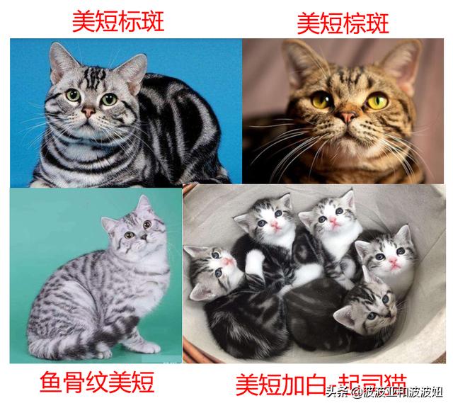 神采飞扬宠物团购:神采飞扬宠物店 亏损持续，商家“逃离”，美团为何深陷困局？