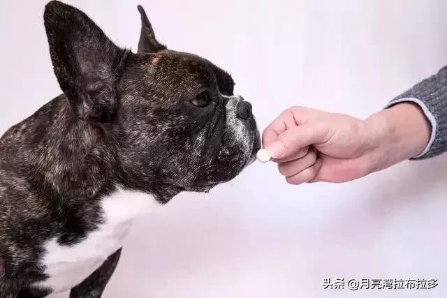 幼犬驱虫要注意什么:狗狗的哪些表现说明它该驱虫了？