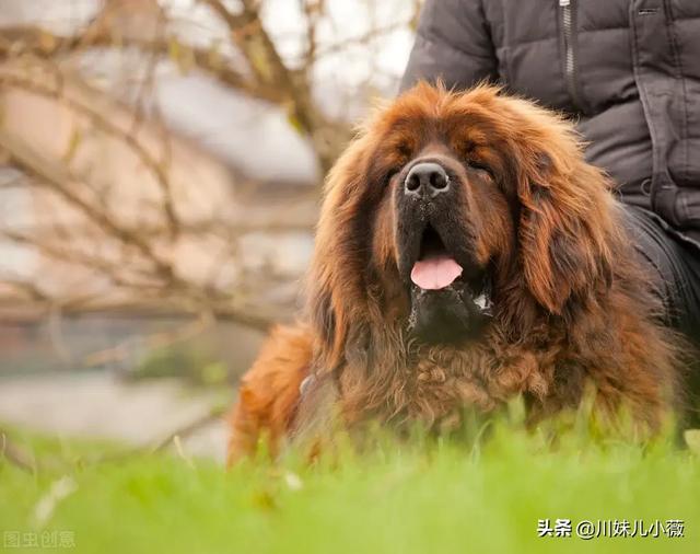 8藏獒咬死主人视频:中华田园犬在主人不给食物的情况下会反过来咬主人吗？