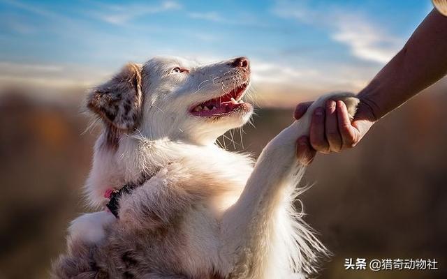 西施犬忠诚吗:狗为什么会有忠诚的特质呢？