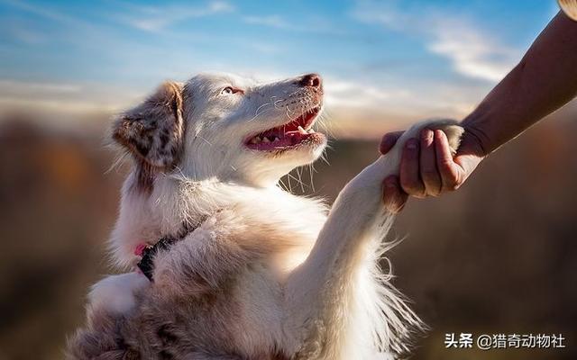 一位忠诚的守望犬:为什么大多数的狗那么忠诚？