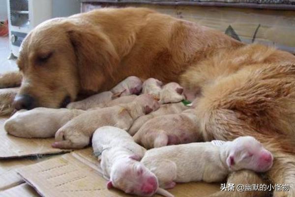 狗难产征兆:狗狗临产前的表现和准备？