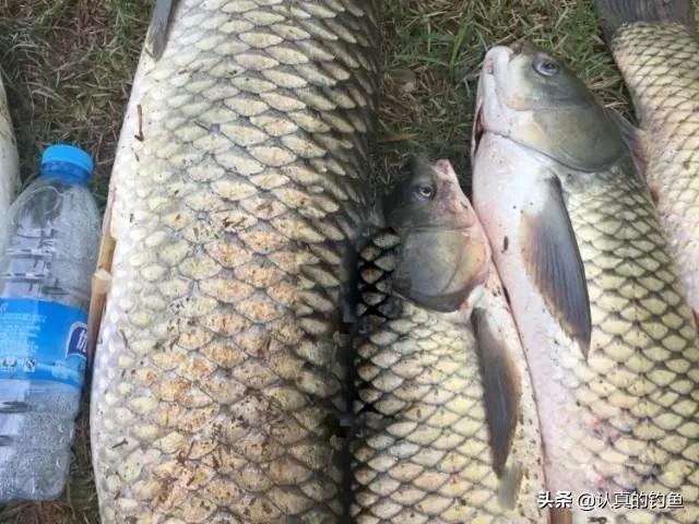 类似小猫一尾男女关系的小说:为什么感觉钓鱼会越来越上瘾？ 女主叫小猫的言情小说