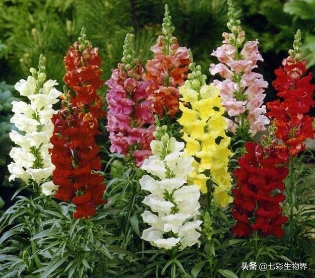 盆景植物金鱼草怎么养:金鱼花怎么不长不开花怎么办？