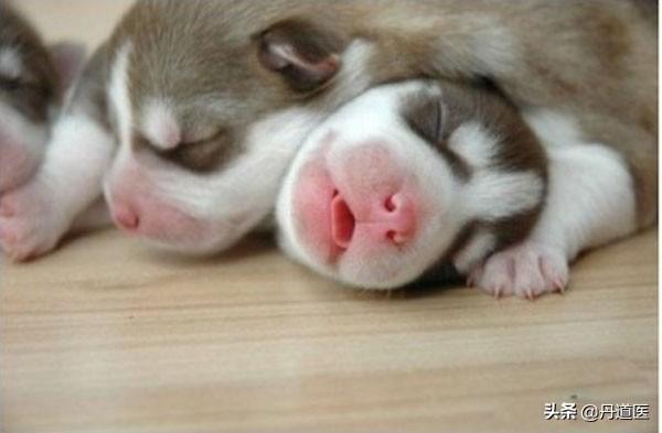 阿拉斯加犬怎么养:条件很好，想养狗狗，是养阿拉斯加还是萨摩耶呢？ 买阿拉斯加犬去哪里买