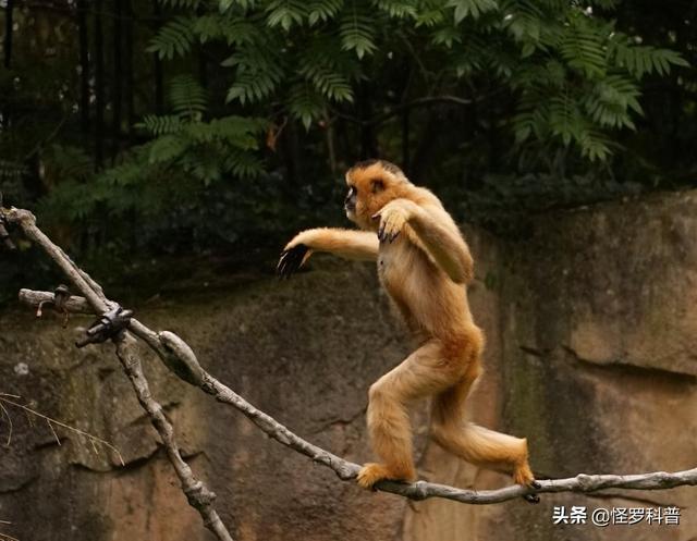 直立无毛猿:在从猿到人的进化过程中，尾巴为什么没有了？