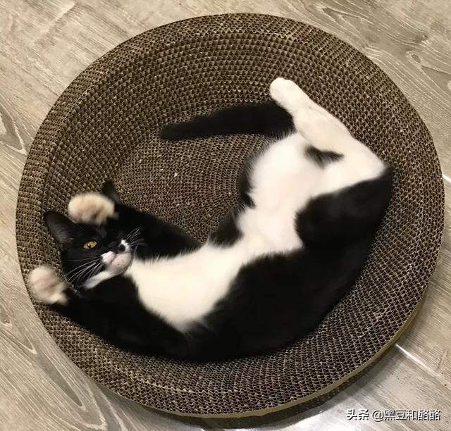 养宠物猫咪:想养只宠物猫过分吗？为什么？