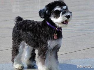 巨型雪纳瑞颜色:怎样区分雪纳瑞犬的颜色？