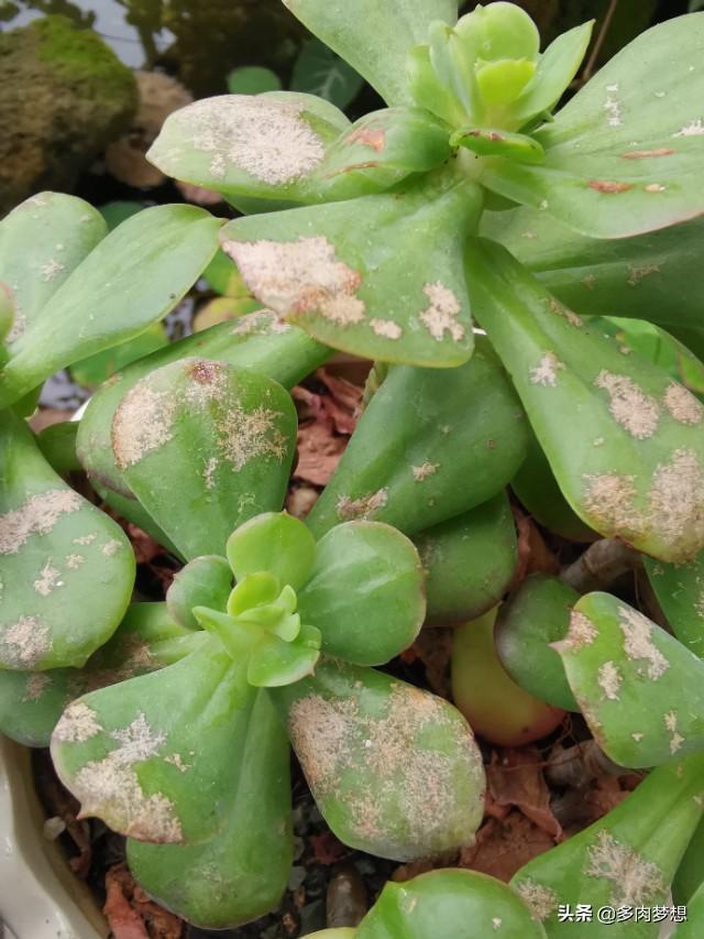 玉表面有麻点小坑能处理吗,蒸馒头表面有小坑怎么办？