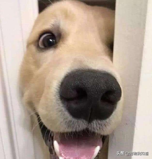 纯西德犬图片:我家狗狗为什么喜欢跟着主人上厕所？你们家的也是吗？
