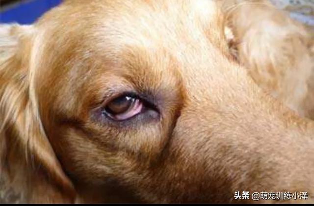 可卡幼犬流眼泪:拉布拉多眼球发红流泪怎么办？