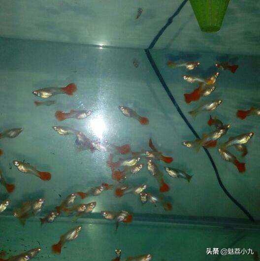 孔雀尾鱼刚出生的小鱼吃什么:请问孔雀鱼幼苗喂养注意事项，谢谢？