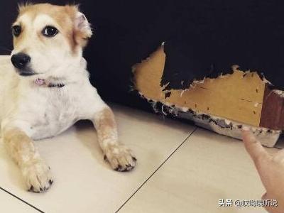 狗子乱咬东西怎么处理:博美犬总是咬东西应该怎么办？