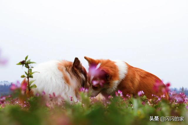 狗狗护食呲牙叫的视频:如果你家的小狗儿因护食而咬了你，你会怎么办？