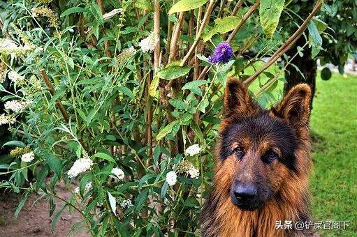 大型犬种类:什么大型狗又漂亮又厉害？ 大型犬种类及名称大全