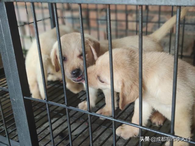 美国可卡论坛:如何让家中的两只拉布拉多犬和平相处？