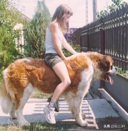 杜高犬vs藏獒秒杀比特精彩视频:比特犬可以打败一头狼吗，你怎么看？ 杜高犬vs藏獒视频直播